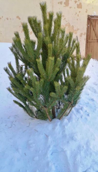 Новогодняя ёлка 2,5 м
