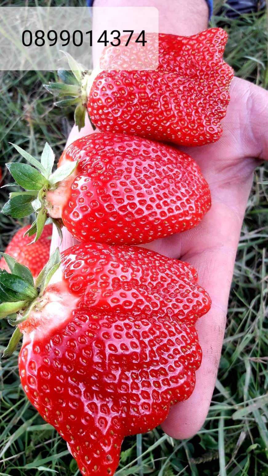 Целогодишни сортове ягоди и малини от истински производител