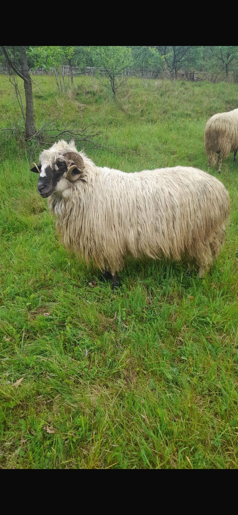 Berbec de 2 ani de vânzare