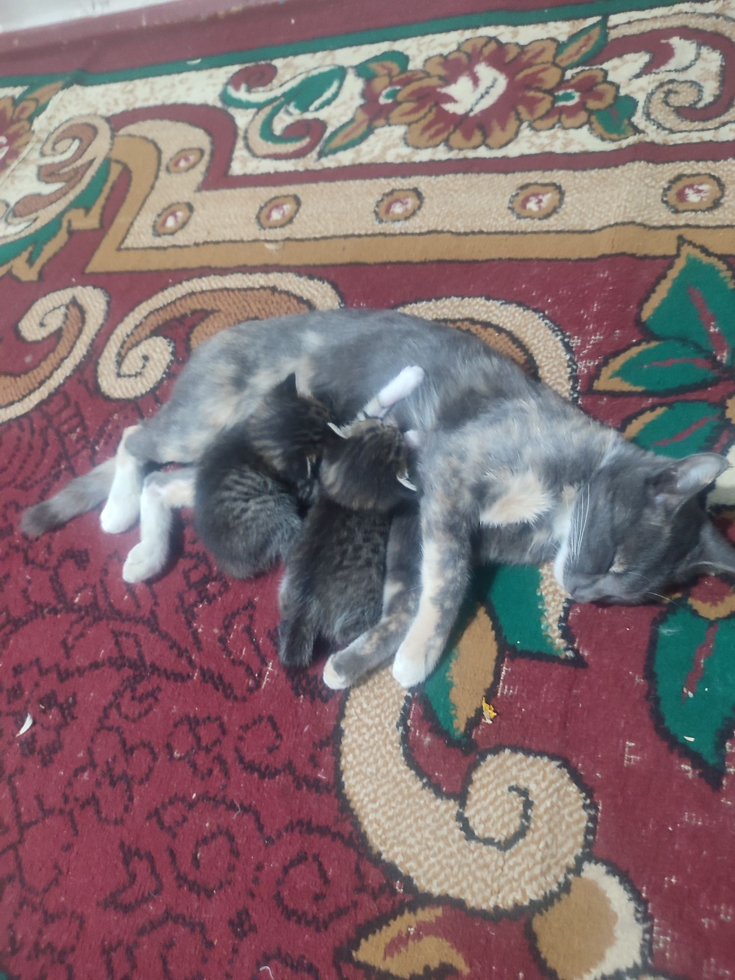 Mushukdi farqiga bormimiz