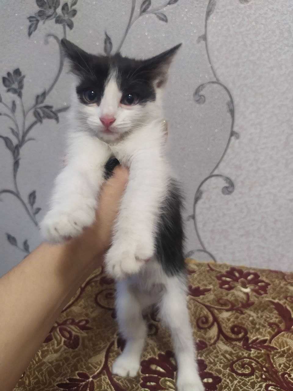 1,5 месячные котята. приученные к еде и туалету.