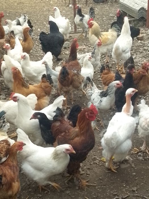 Găini de casă de vânzare