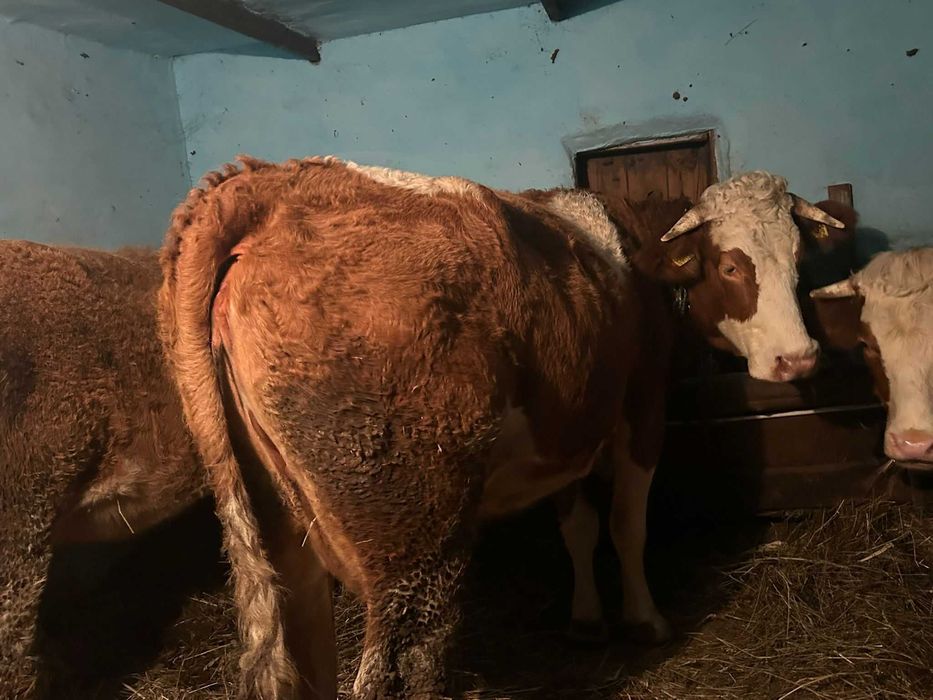 Bălțată românească