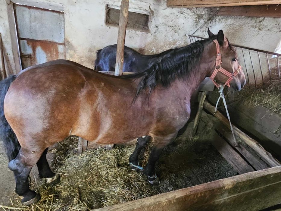 De vânzare două iepe