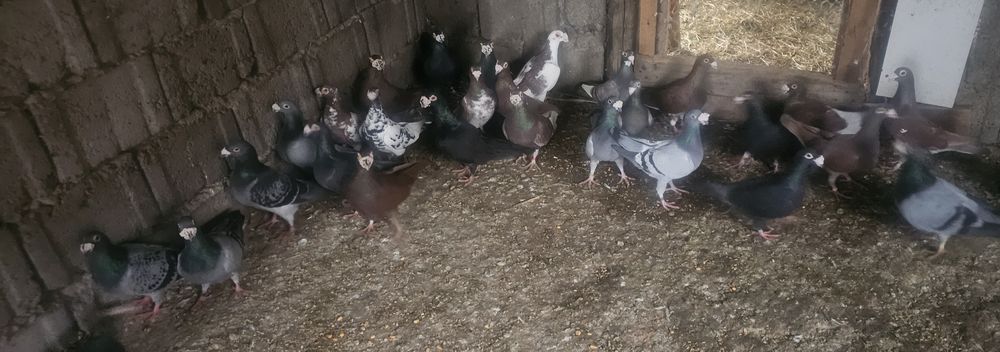 Porumbeii duduros-stil vechi- voiajor italian