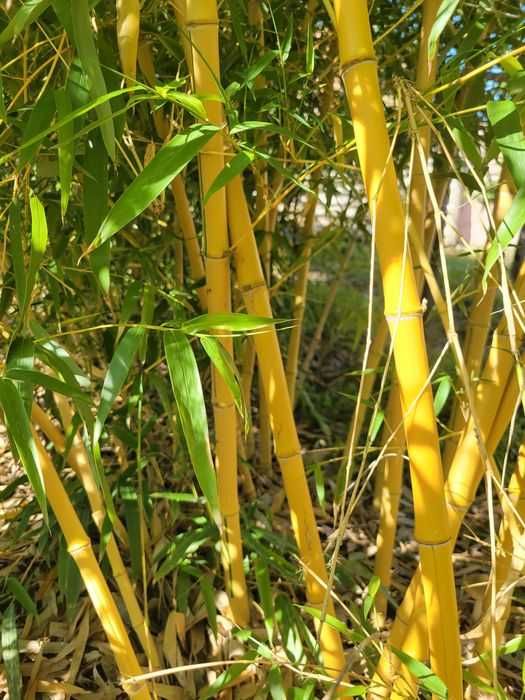 Бамбук студоустойчив