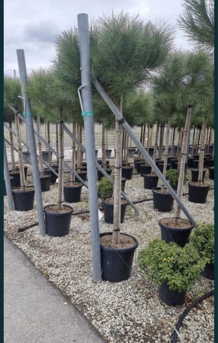 Pin pe picor pinus la cele mai bune preturi