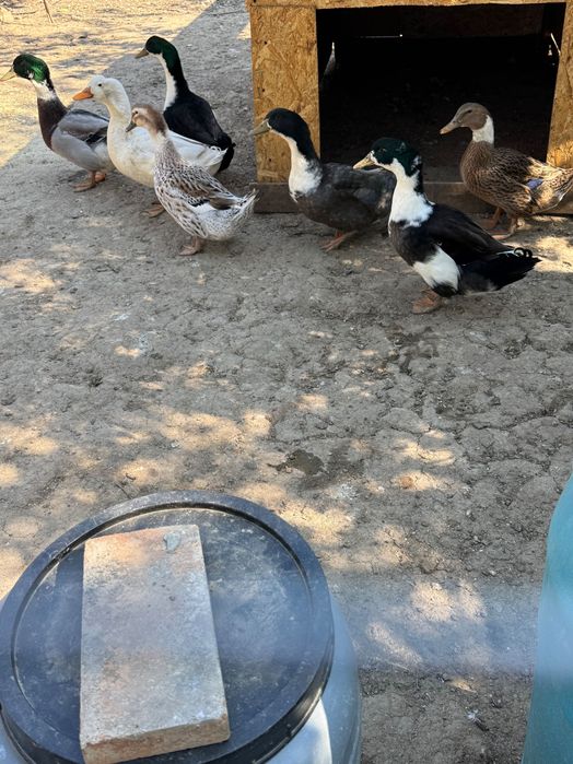 Vând rate de ouă