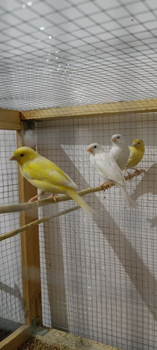 Kanareka sotiladi 3 ta nar 1 ta moda soglom tayor