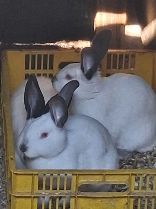 Продавам зайци калифорнийци