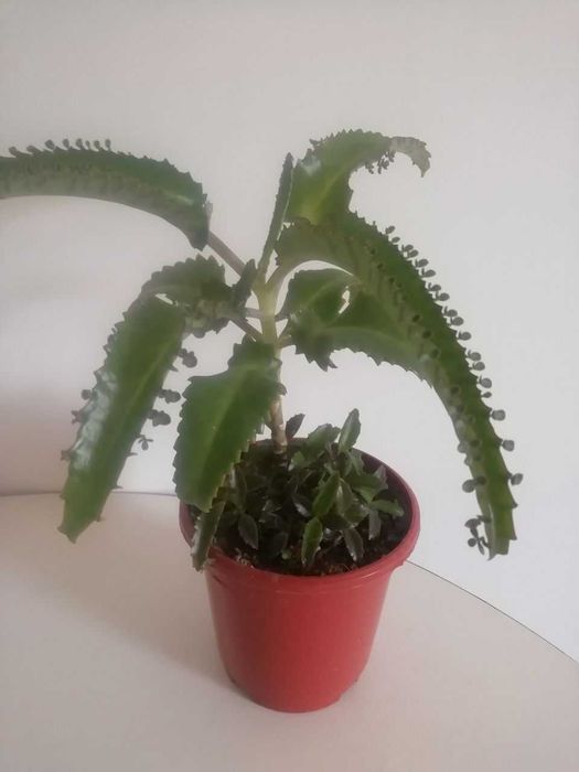 Эурфобия молочай трехгранный,  каланхое цветущий