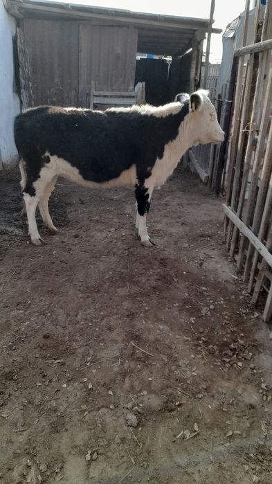 Бағылған семыз кашар сатылады