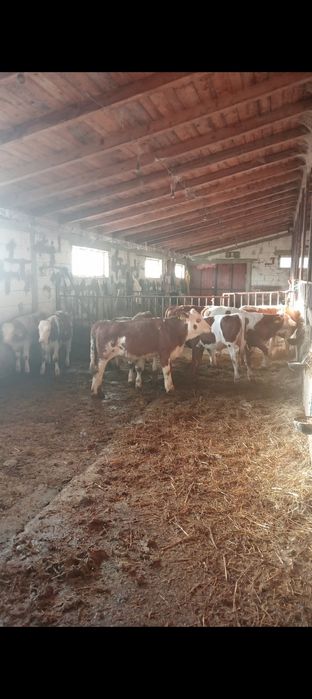 Vând vițea bălțată!