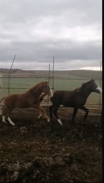 Жабағы  соғымға.