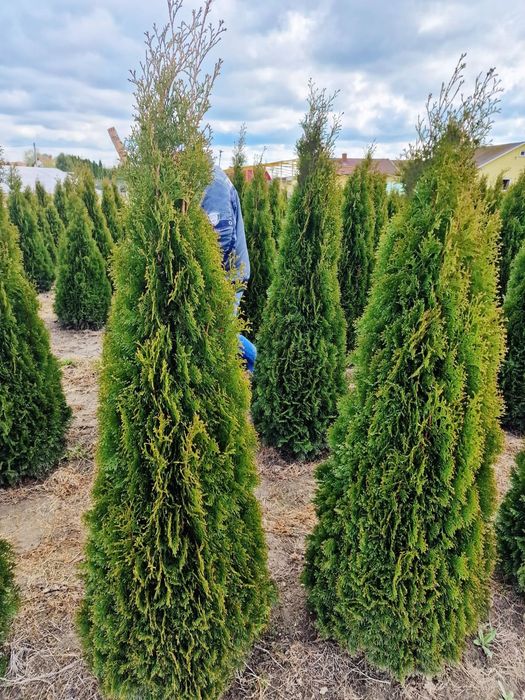 Vând tuia smaragd de calitate extra