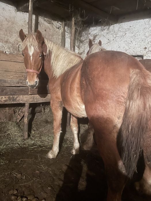 Vand 2 iepe si 2 mânji