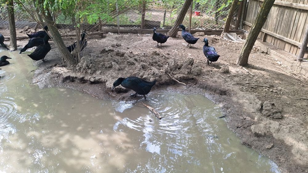 Cayuga Ducks Rațe Cayuga