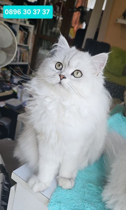 Британски дългокосмести котенца