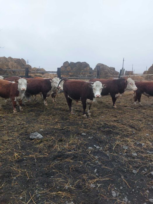 Продам 10 гол бычков