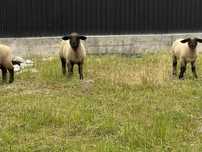 Vand miei Suffolk