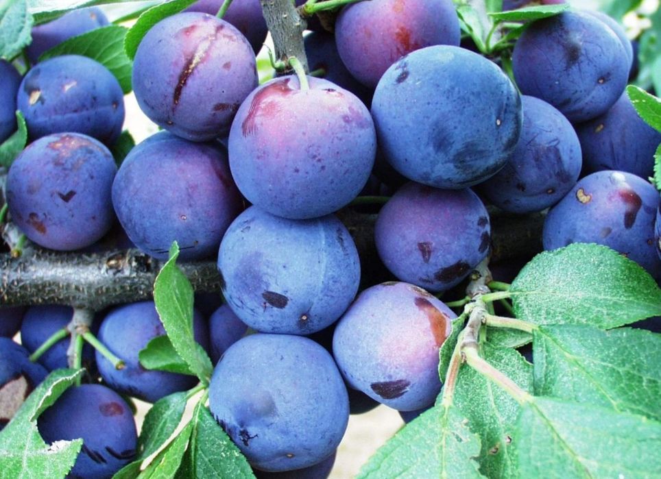Vând prune de țuică