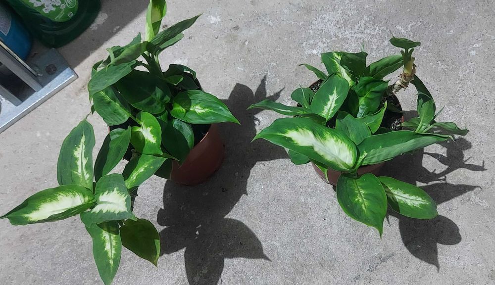 Plante de camera, pret 20 lei buc