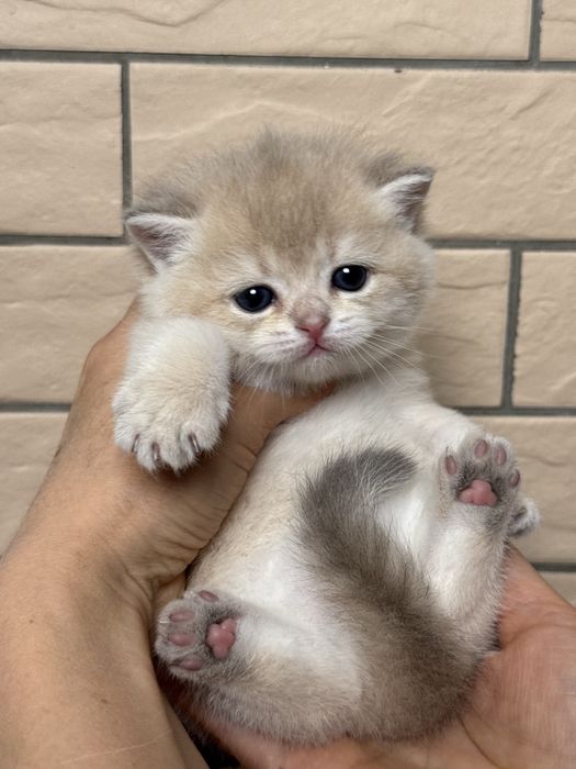 Британский котенок, шиншилла