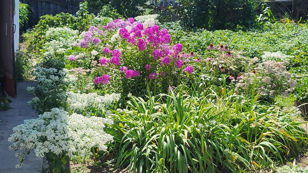 Комсамольский поселок, Рассада молоч