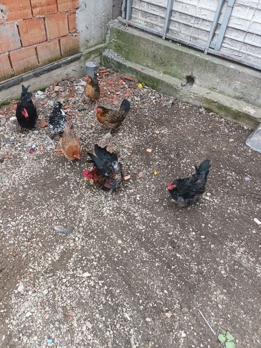 Gaini americane(pitice )