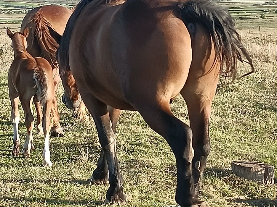 Vînd iapă cu mînz si un cal de trei ani
