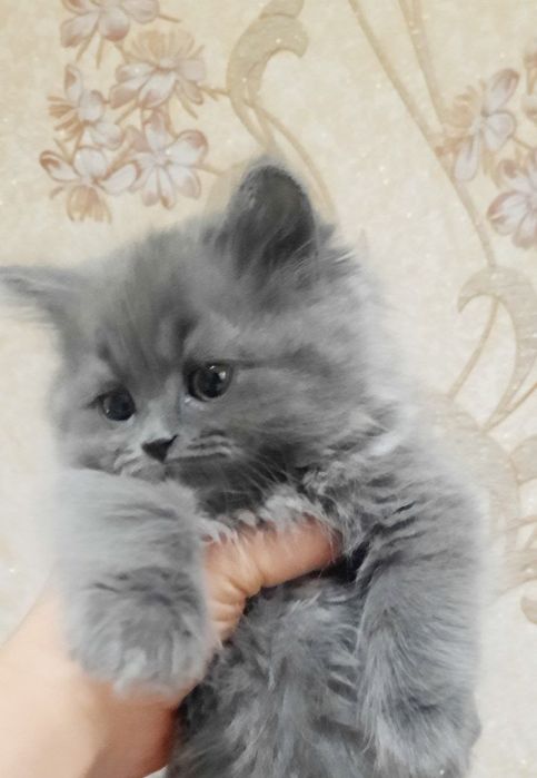 Кошка мушу Хеллон фолд