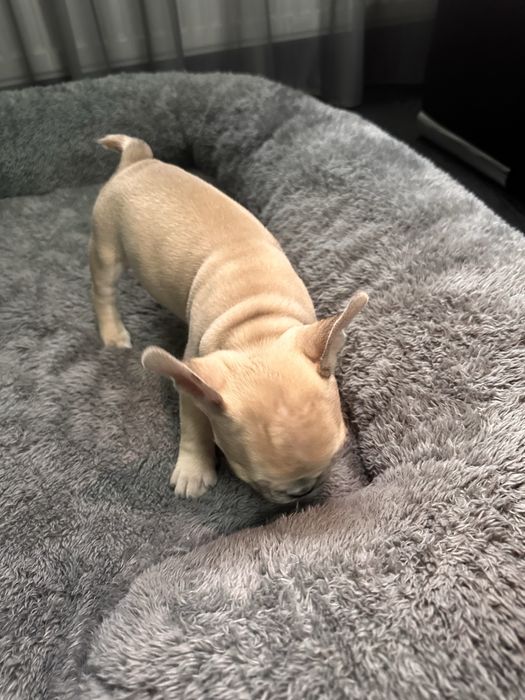 Pui Bulldog Francez Mascul Maro Deschis