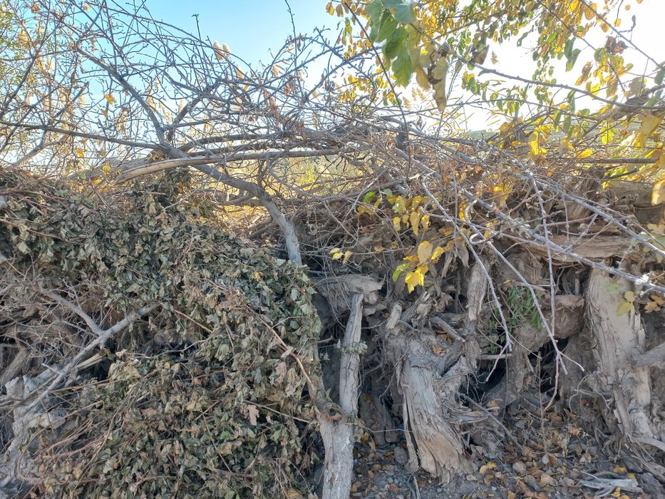 O'tinlar xolati zor quruq