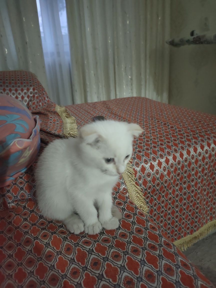Котенок, 3 месяца, приучина к лодку, чисто белого цвета