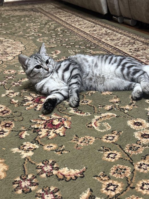 Отдам котенка в хорошие руки