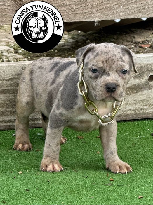 Femela amstaff blue merle