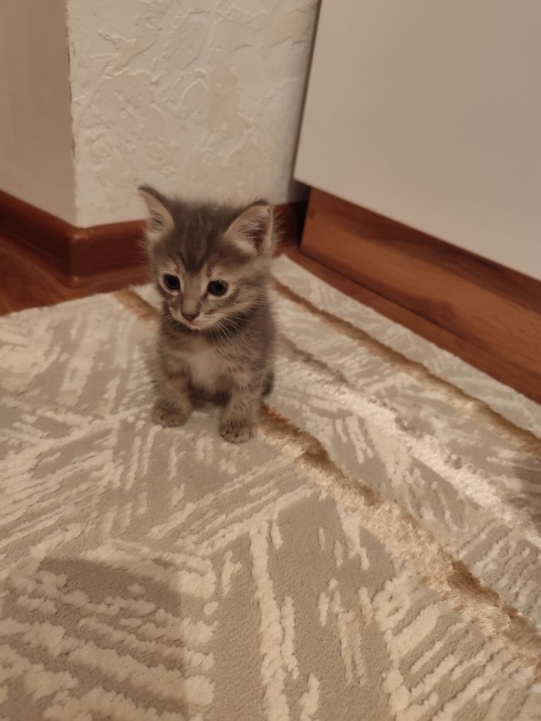 Котята отдам в добрые руки