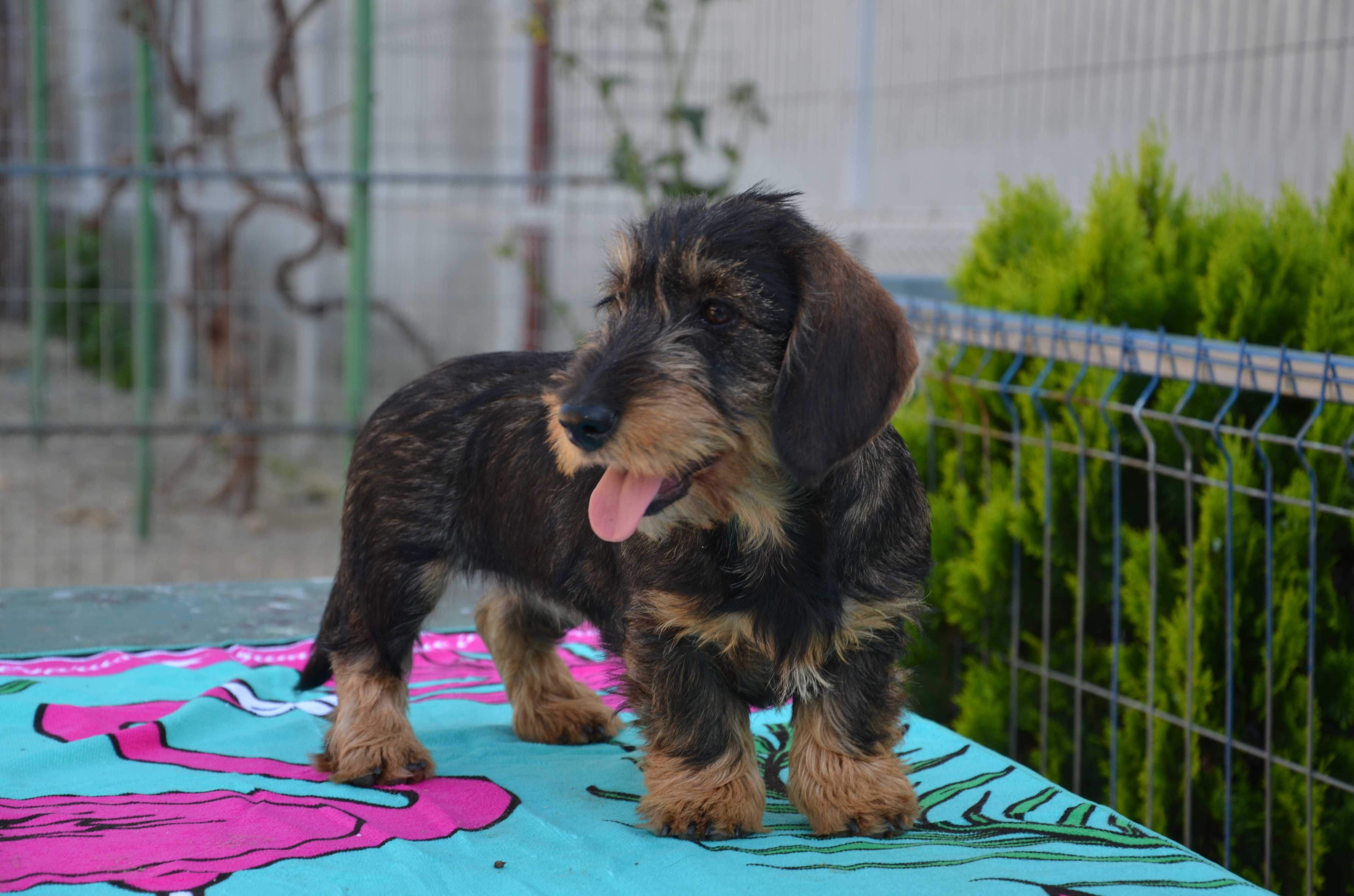 Femela de teckel sarmos standard cu Pedigree A