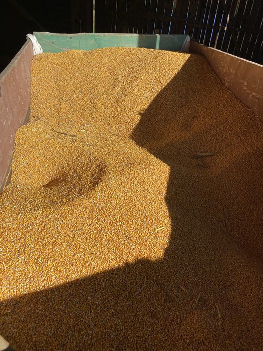 Porumb boabe sacuizat