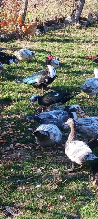 Rațe mute de anul acesta.