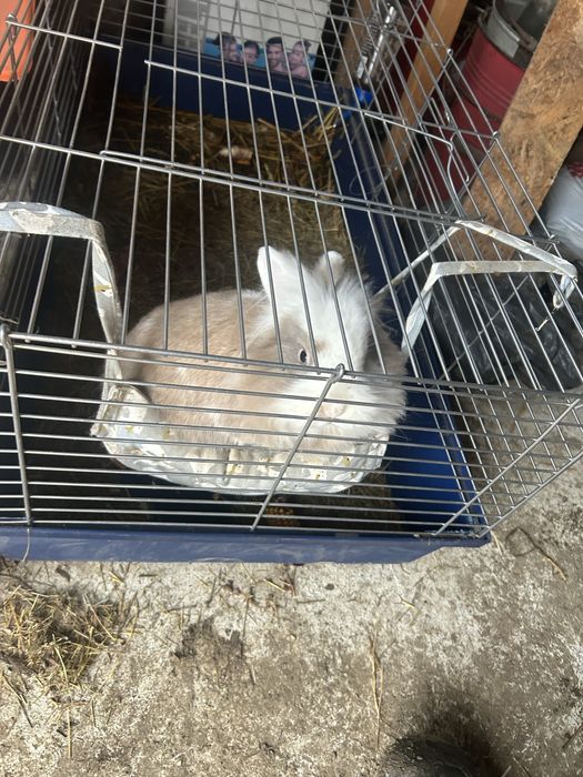 Vand iepuras cap de leu