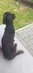 Petsitting la domiciliu meu! Cazare catei