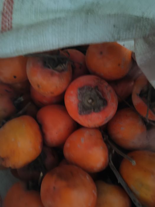 Хурмо сотилади рптим