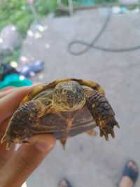 Черепаха черепашки ниньдзя