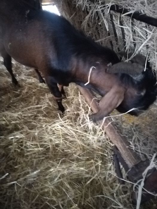 Англонубийски пръч