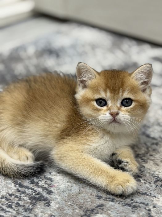 Золотая шиншилла мальчик