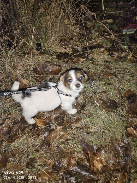 Срочно Ищем дом для щенят