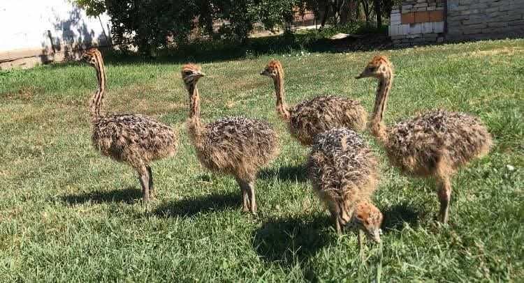 Pui de struți Africani