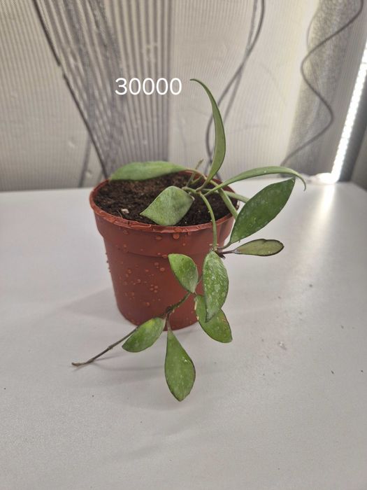 Продаётся комнатные цветы