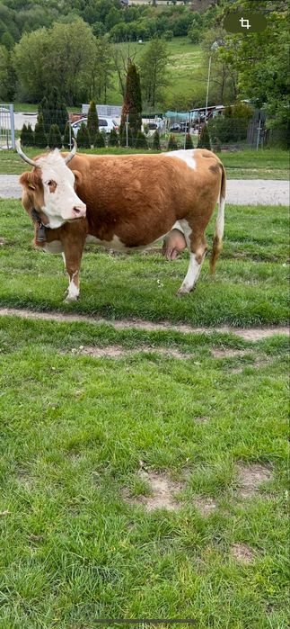 Vand 4 vaci gestante !